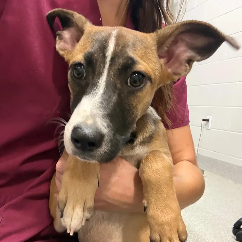 A baby medium-sized female Brown / Chocolate Mixed Breed dog named Laury for adoption in Englewood, FL