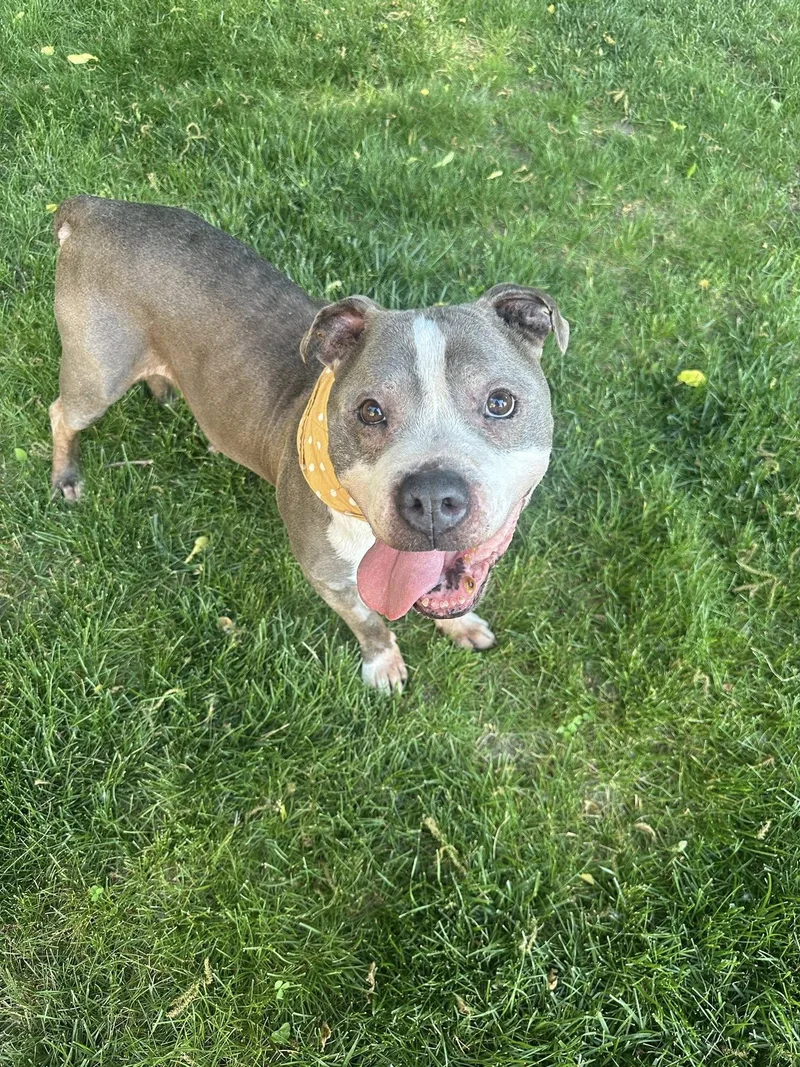 A senior large-sized male Pit Bull Terrier dog named Zeus Hospice Looking For for adoption in Oxford, MI