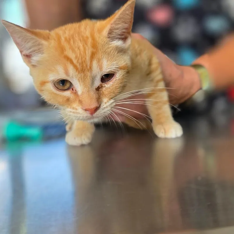 A baby small-sized female Orange / Red Domestic Short Hair cat named Pebbles for adoption in Chapel Hill, NC