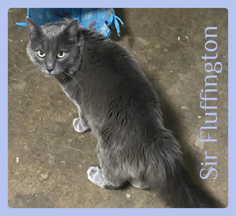 A young medium-sized male Gray / Blue / Silver Tabby cat named Sir Fluffington for adoption in Lawton, OK