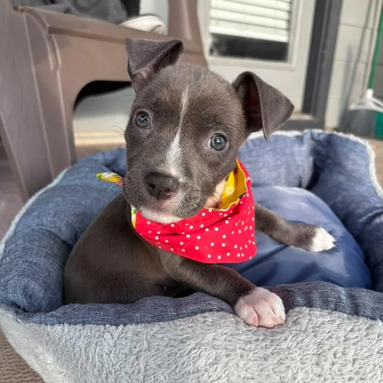 Shirley thumbnail 4
