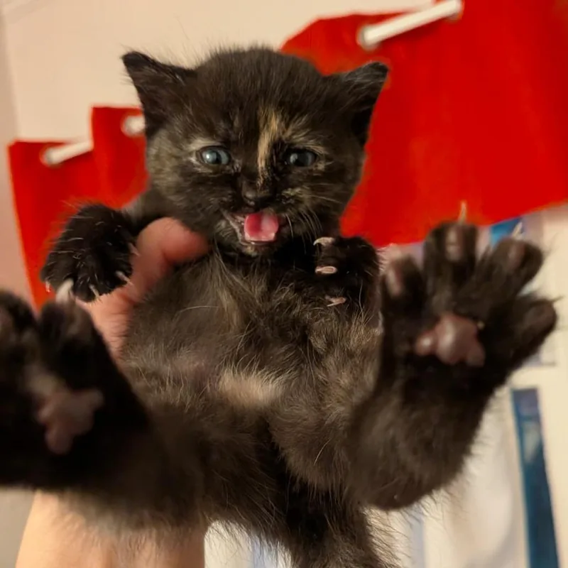 A baby small-sized female Tortoiseshell Domestic Short Hair cat named Moana for adoption in Winchester, VA