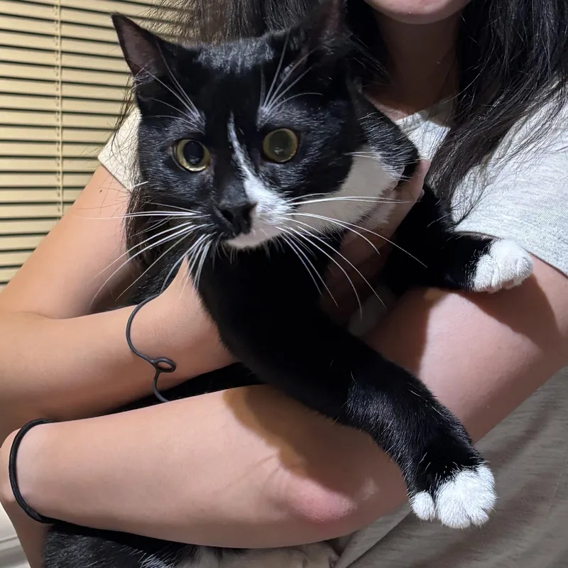 A young medium-sized male Black & White / Tuxedo Domestic Short Hair cat named Durango for adoption in Renton , WA