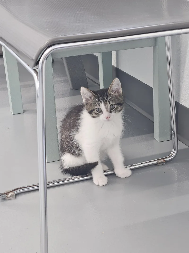 A baby small-sized male Tabby (Brown / Chocolate) Domestic Short Hair cat named Luke for adoption in Kalamazoo, MI