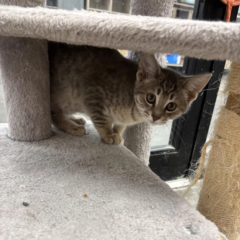 A baby small-sized male Gray / Blue / Silver Domestic Short Hair cat named Patrick for adoption in Hamburg, NY