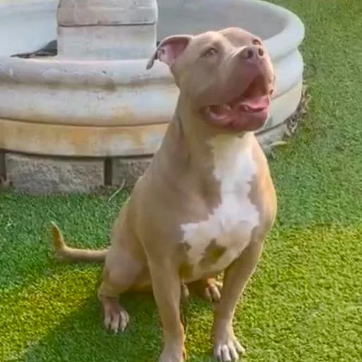 Seven Happy And Goofy thumbnail 2