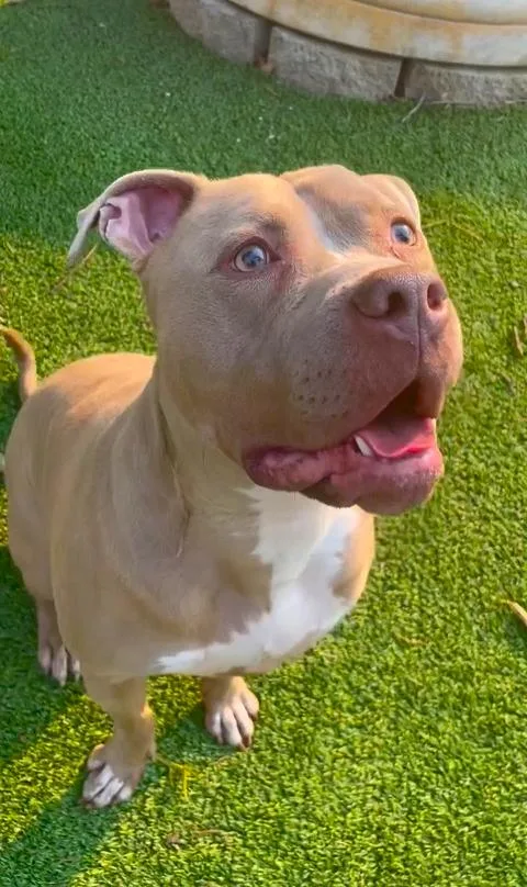 Seven Happy And Goofy