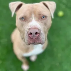 Seven Happy And Goofy thumbnail 3