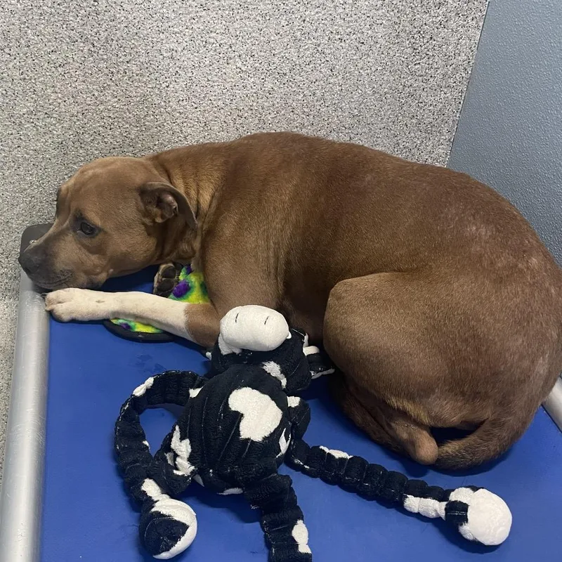 An adult medium-sized female Brown / Chocolate Terrier dog named Violet for adoption in Tampa, FL