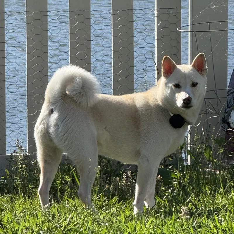 An adult medium-sized female White / Cream Shiba Inu dog named Luna for adoption in Plant City, FL
