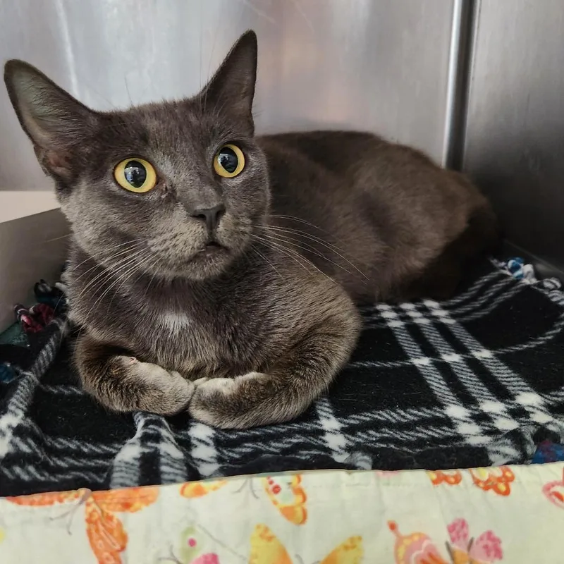 An adult medium-sized female Gray / Blue / Silver Domestic Short Hair cat named Ford for adoption in Naples, FL