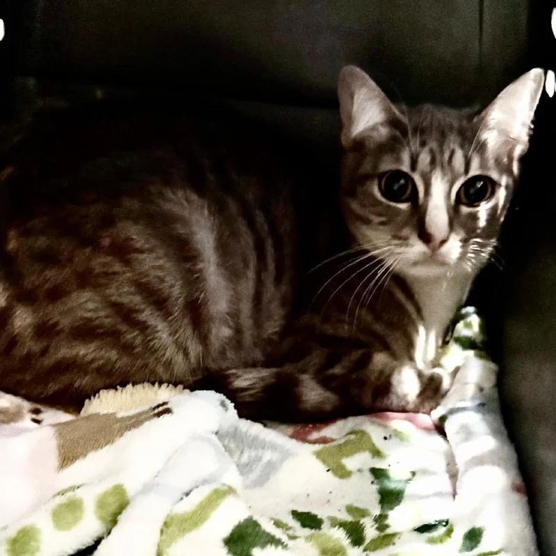A young medium-sized female Gray / Blue / Silver Domestic Short Hair cat named Latte for adoption in Houston, TX