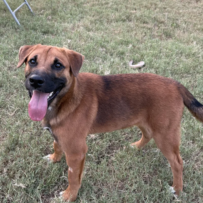 A baby medium-sized male Yellow / Tan / Blond / Fawn Black Mouth Cur dog named Thomas for adoption in Boerne, TX