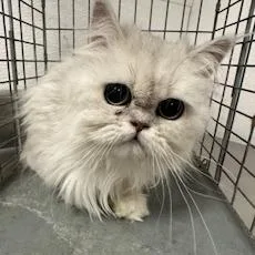 A young small-sized female White Persian cat named Pom Pom for adoption in Henderson, NV