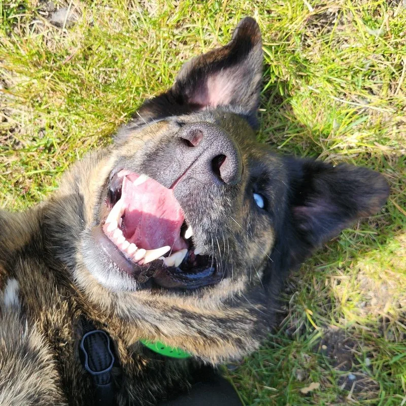 An adult large-sized male Black German Shepherd Dog dog named Ari for adoption in Fort Wayne, IN