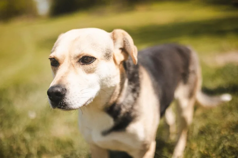 Lilibelletransport thumbnail 2