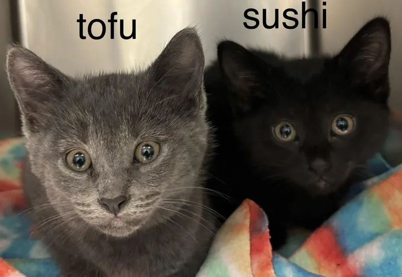 A baby small-sized female Domestic Short Hair cat named Tofu for adoption in Topsham, ME
