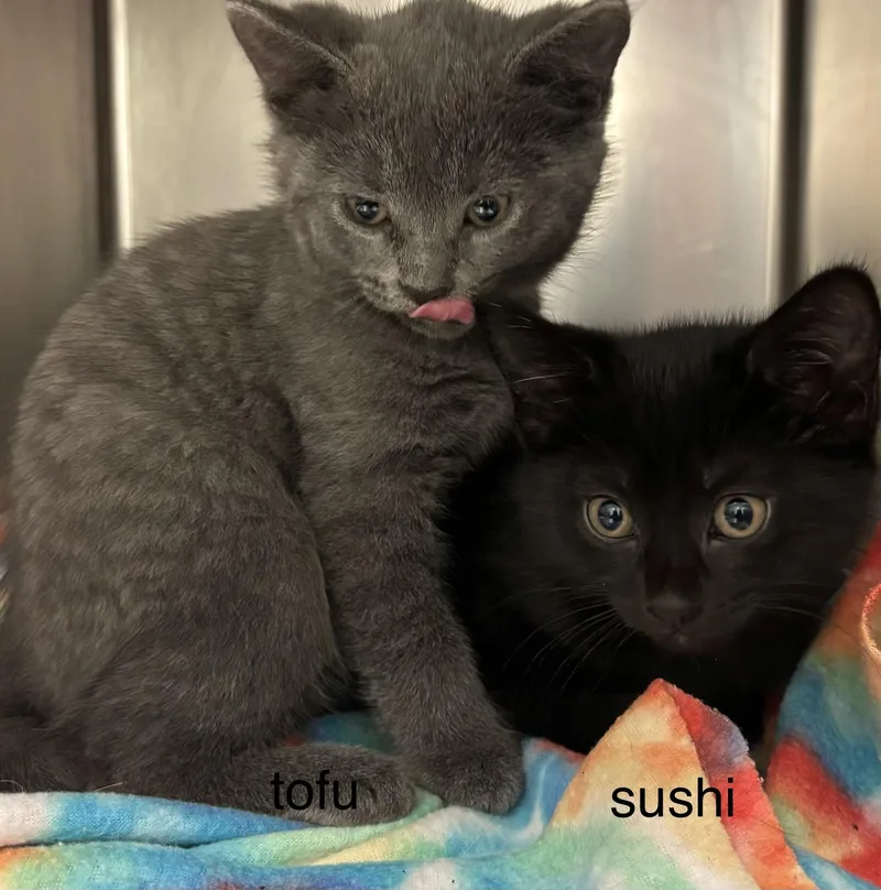 Tofu thumbnail 4