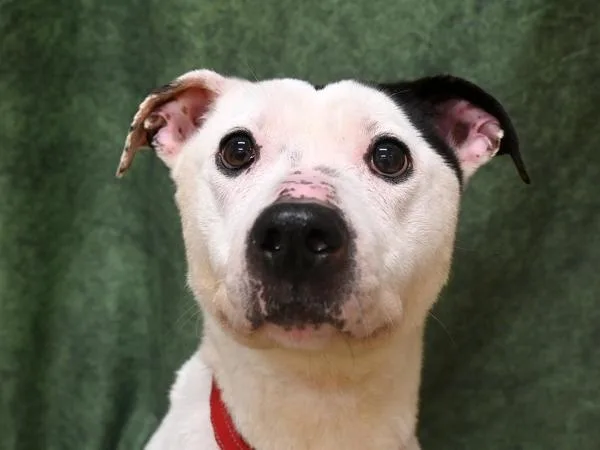 An adult medium-sized female Pit Bull Terrier dog named Blossom for adoption in Portland, OR