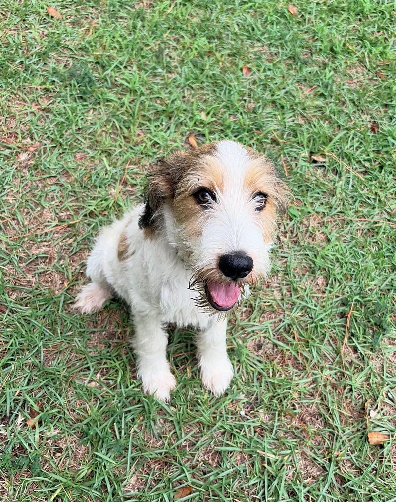 A baby small-sized male White / Cream Terrier dog named Bingo for adoption in Carthage, NC