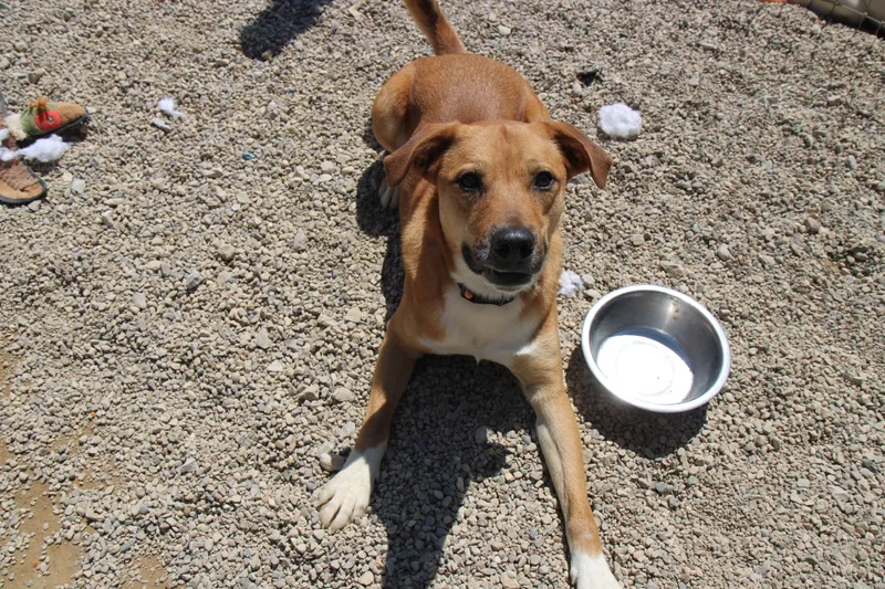 An adult medium-sized male Brown / Chocolate Black Mouth Cur dog named Bear for adoption in Plain City, OH