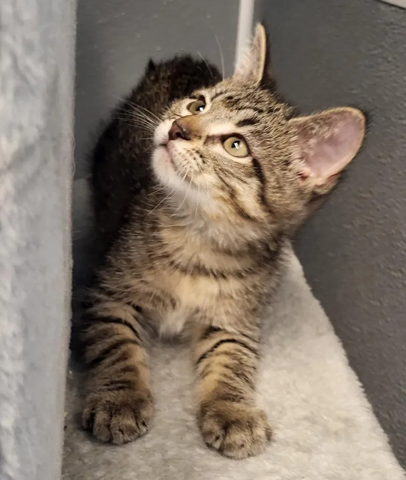 A baby medium-sized male Domestic Short Hair cat named Florian for adoption in Bloomington, IN