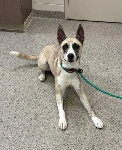 A young medium-sized female Shepherd dog named Remi for adoption in Fishers, IN