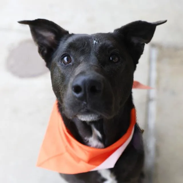 A young medium-sized male Labrador Retriever dog named Tux for adoption in San Antonio, TX