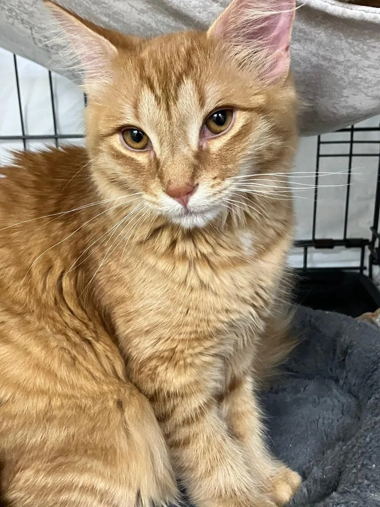 A baby medium-sized male Domestic Short Hair cat named George for adoption in Lunenburg, MA