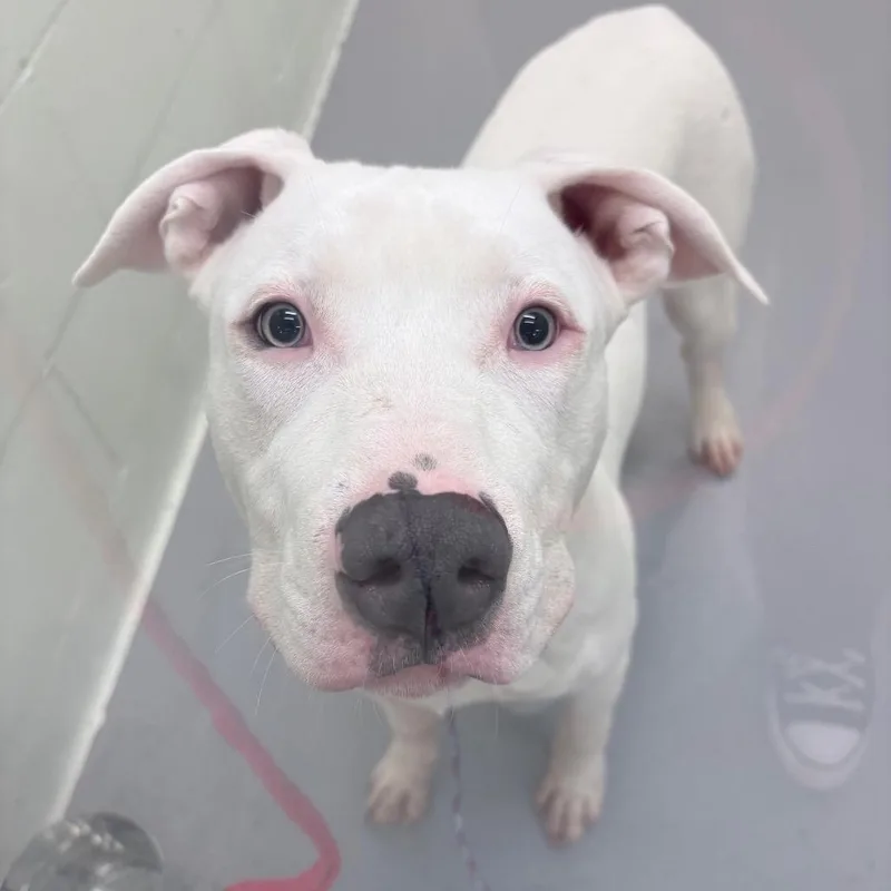 A young large-sized male White / Cream Pit Bull Terrier dog named Maverick for adoption in Tacoma, WA