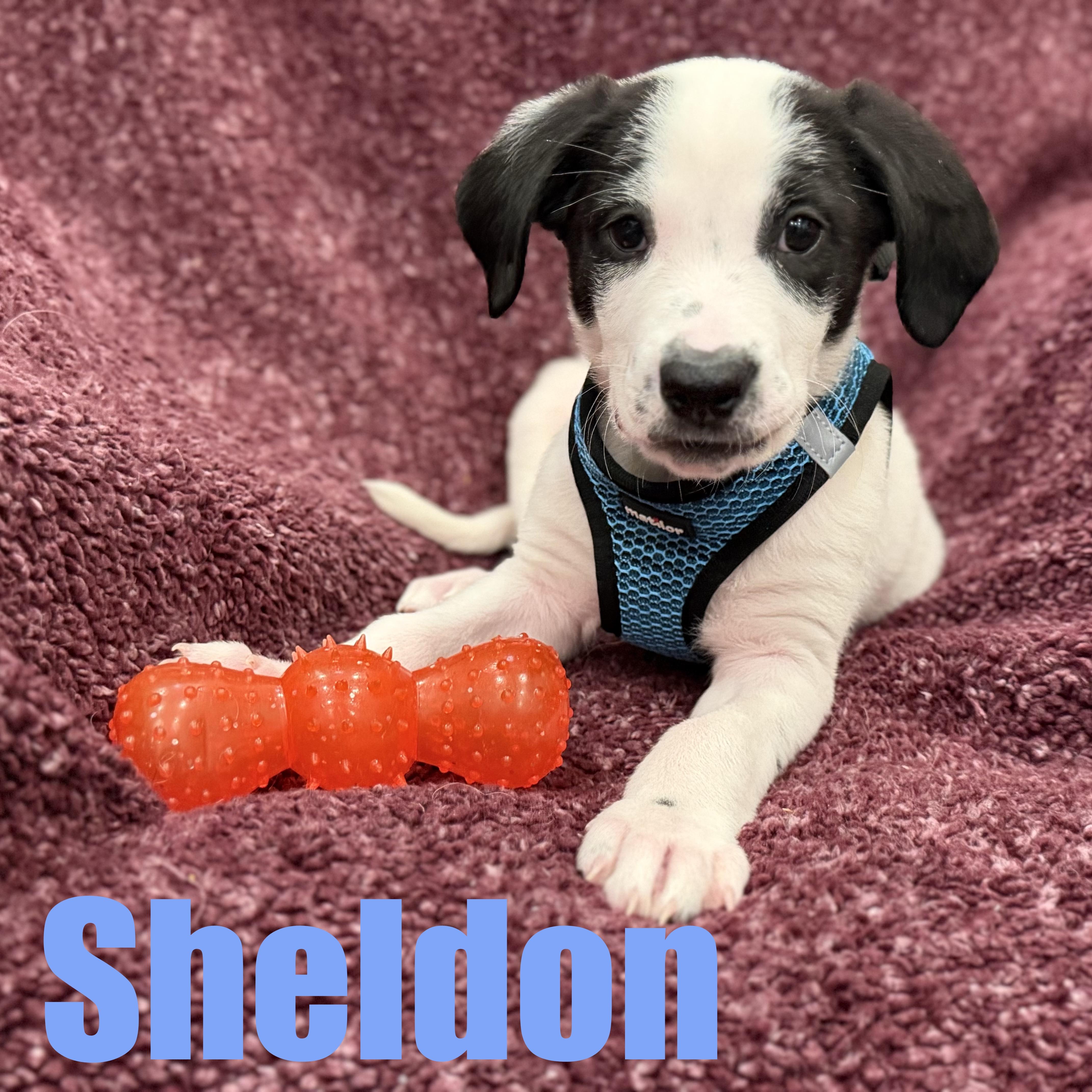 Sheldon