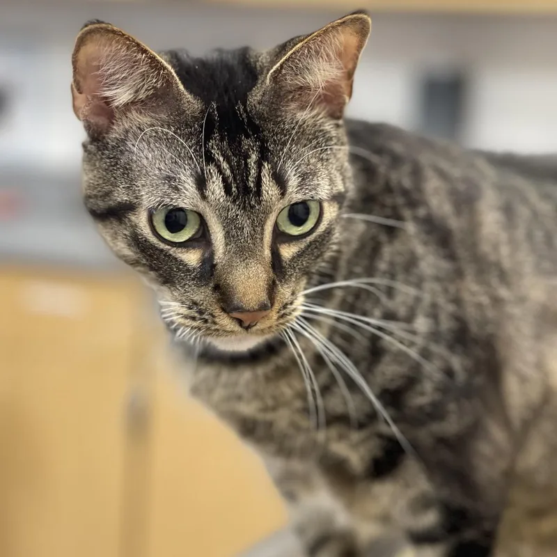 An adult large-sized male Brown / Chocolate Domestic Short Hair cat named Chill for adoption in Sarasota, FL