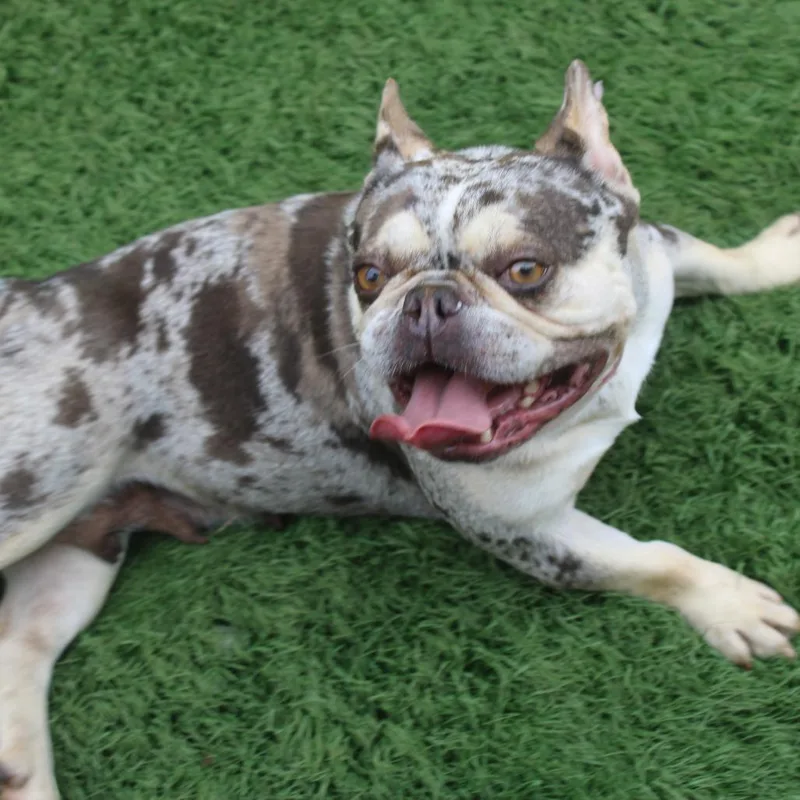 An adult small-sized female French Bulldog dog named Jewel for adoption in Zionsville, IN