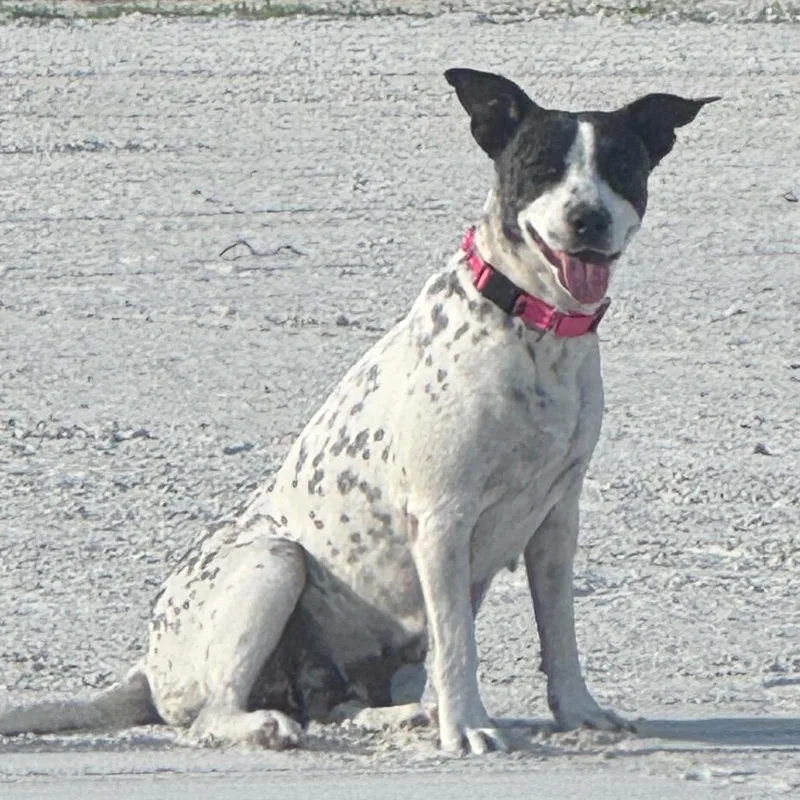 An adult medium-sized female White / Cream Mixed Breed dog named Rosie for adoption in LOXAHATCHEE, FL