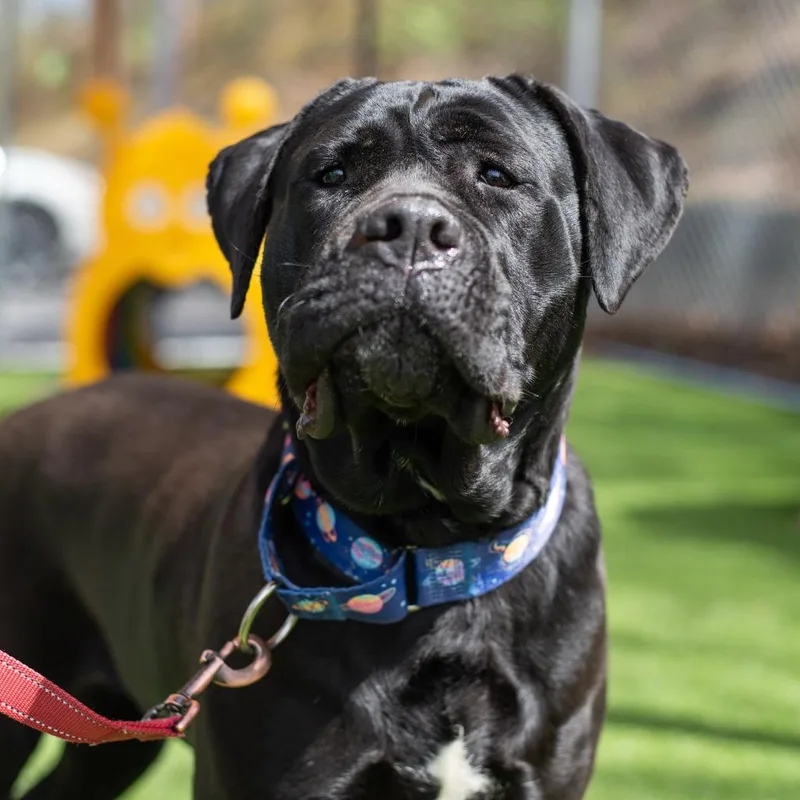 An adult large-sized female Black Cane Corso dog named Onyx for adoption in Warwick, RI