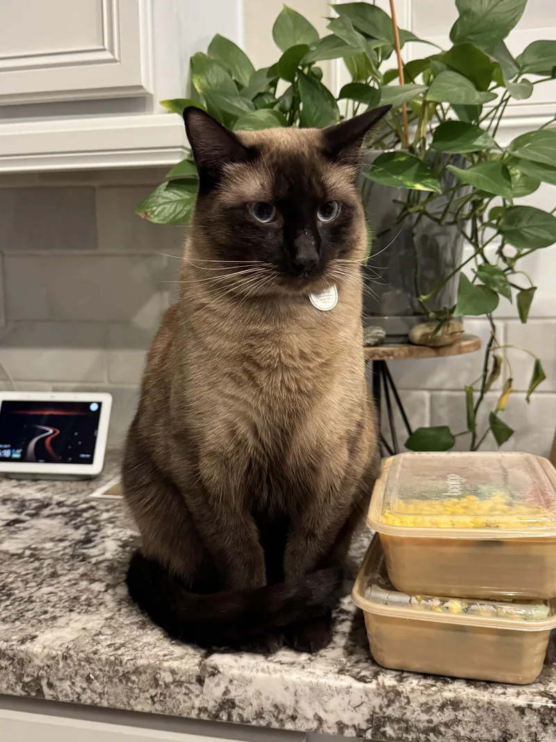 A young large-sized male Buff / Tan / Fawn Siamese cat named Clover for adoption in Mesa, AZ