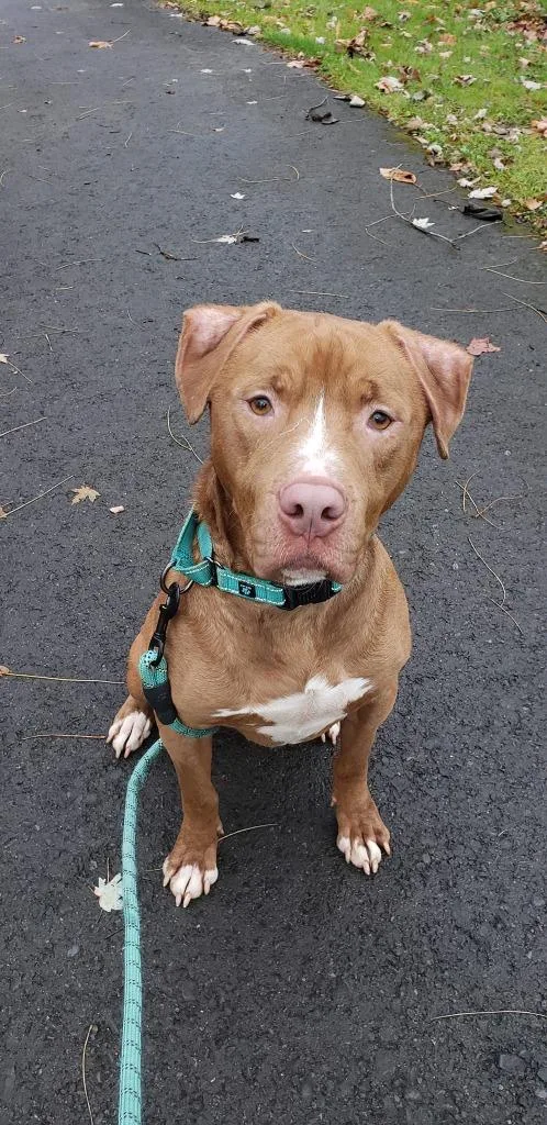 An adult large-sized male Pit Bull Terrier dog named Red for adoption in Waverly, NY