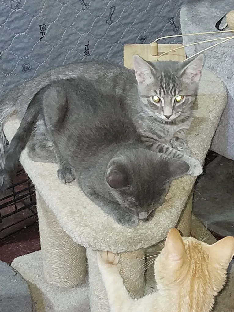 A baby medium-sized male Smoke Domestic Short Hair cat named Hitchy and Velcro rd for adoption in Dayton, MD
