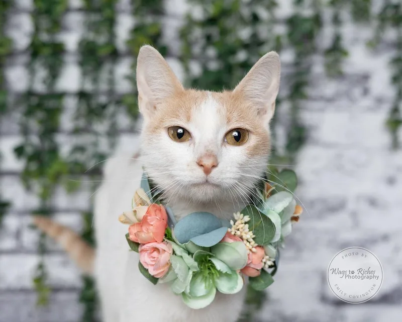 A baby medium-sized female White Domestic Short Hair cat named Buttercup for adoption in Tuscaloosa, AL