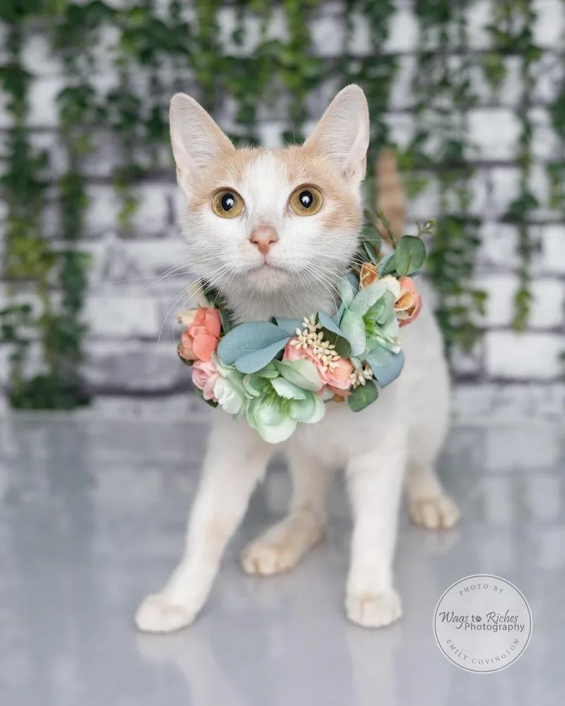 Buttercup thumbnail 3