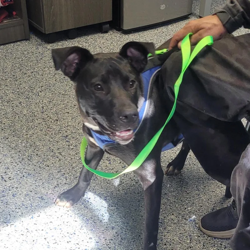 An adult medium-sized female Black American Staffordshire Terrier dog named Lulu Lemon for adoption in Greenville, SC