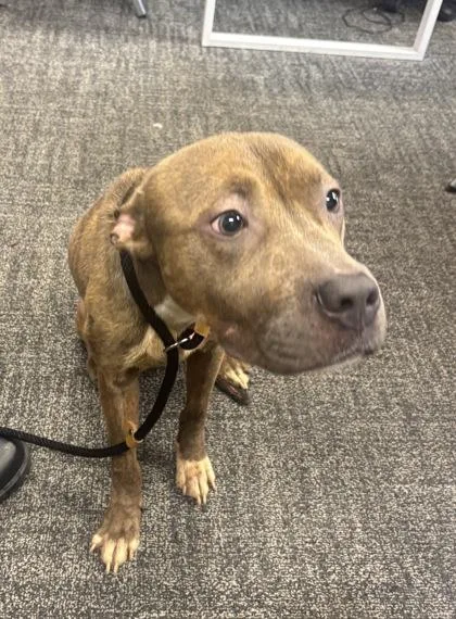 An adult medium-sized male Mixed Breed dog named Mathis for adoption in West Chester, PA