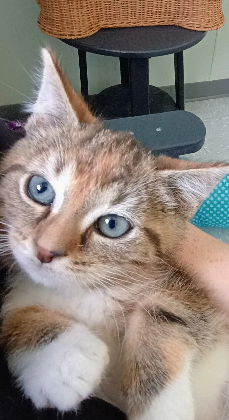 A baby large-sized female Torbie Domestic Short Hair cat named Sriracha for adoption in New Philadelphia, OH