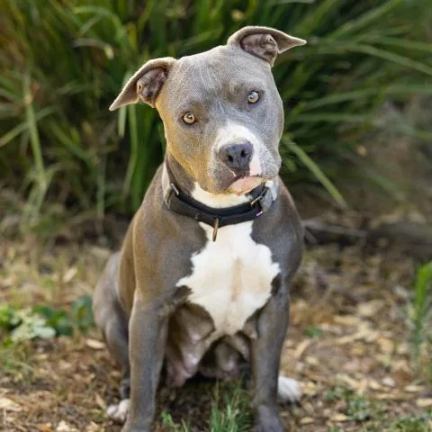 An adult large-sized female Pit Bull Terrier dog named Ilona for adoption in Camarillo, CA