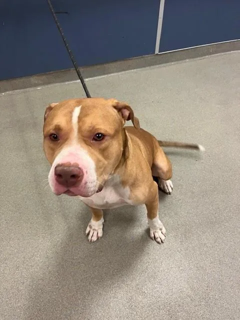 A young extra large-sized male American Bulldog dog named Bane for adoption in Miami, FL
