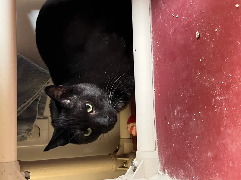 Ay Ay Ron thumbnail 3