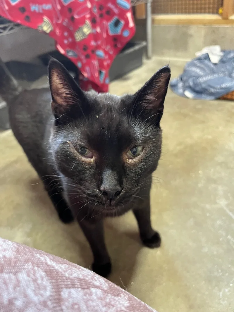 Ay Ay Ron thumbnail 4