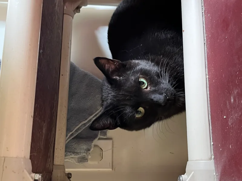 Ay Ay Ron thumbnail 5