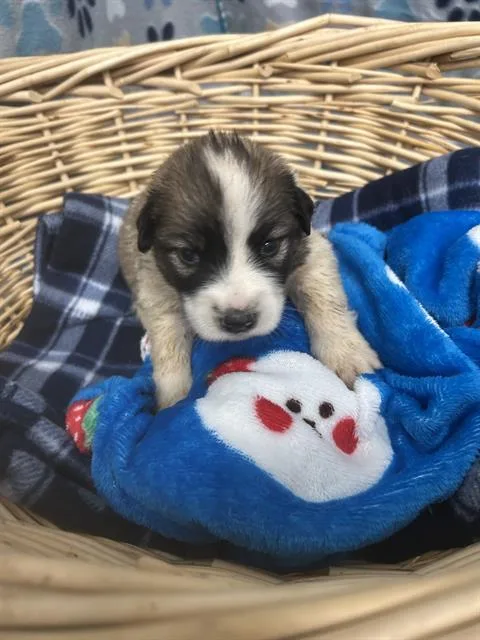 A baby small-sized female Great Pyrenees dog named Rival for adoption in Rosenberg, TX