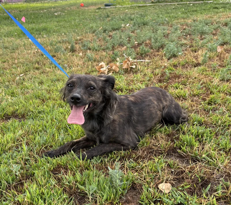 An adult small-sized female Brindle Dachshund dog named Sally Jessie for adoption in Torrington, WY